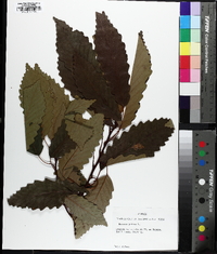 Quercus montana image