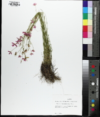 Sabatia campanulata image