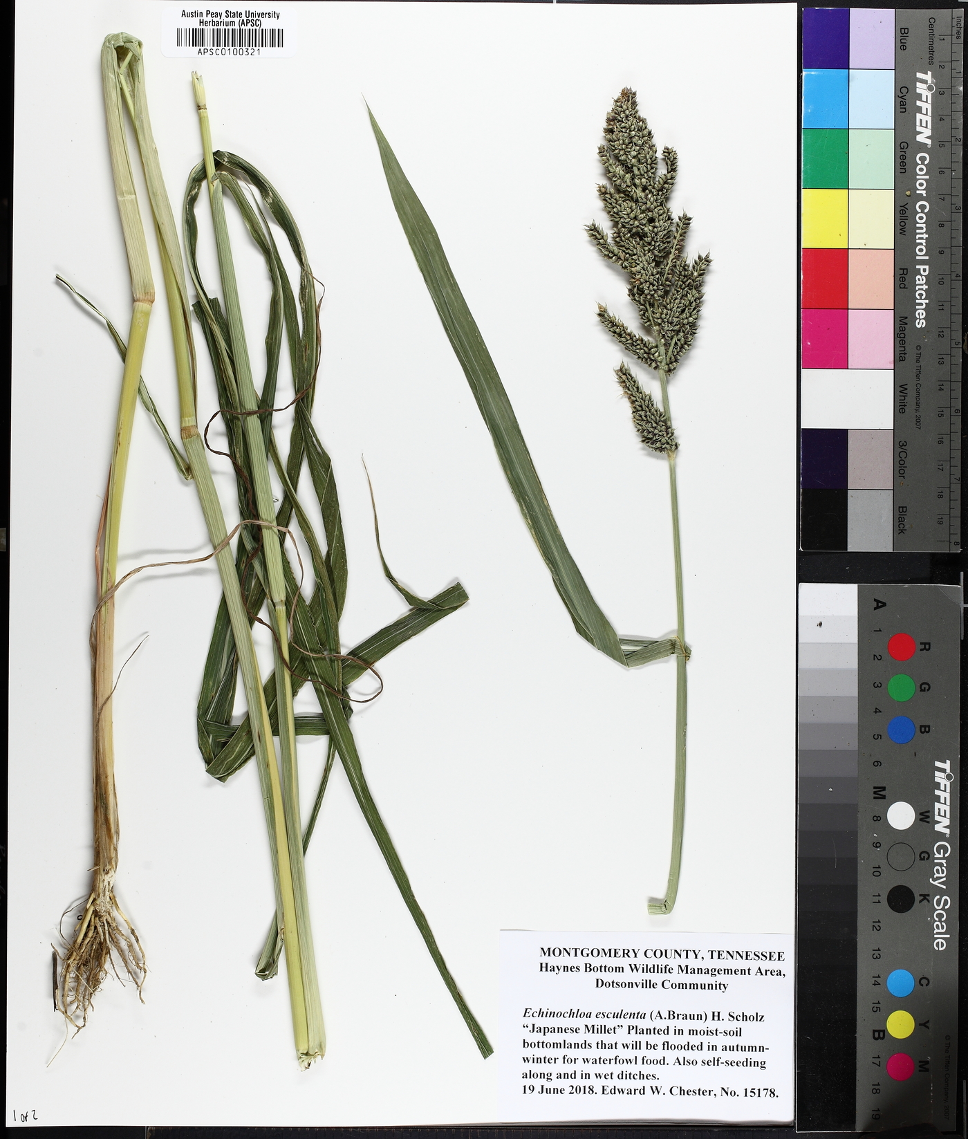 Echinochloa esculenta image