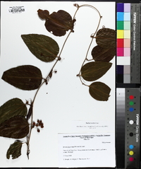 Smilax walteri image