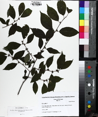 Ilex ambigua image