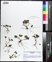Viola pubescens var. scabriuscula image