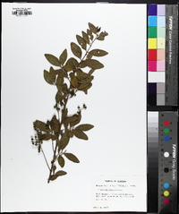 Ligustrum sinense image