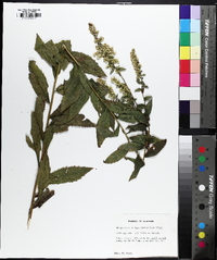 Solidago rugosa subsp. aspera image