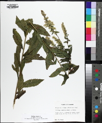 Solidago rugosa subsp. aspera image