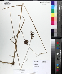 Juncus biflorus image