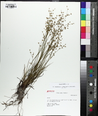 Juncus debilis image