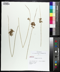 Juncus pylaei image