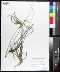 Stapfochloa canterae image