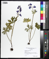 Delphinium tricorne image