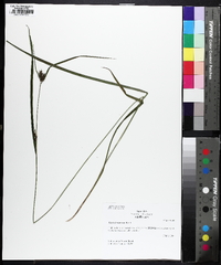 Carex brownii image