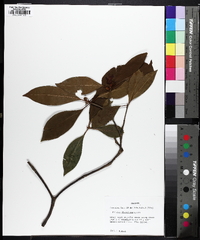 Illicium floridanum image