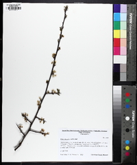 Prunus angustifolia image