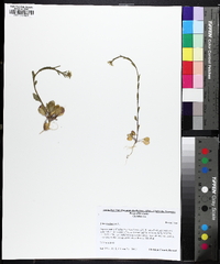 Mummenhoffia alliacea image