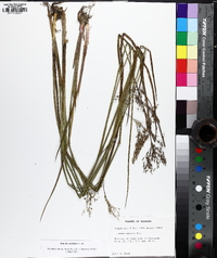 Juncus nodatus image