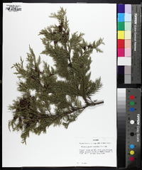 Chamaecyparis thyoides image