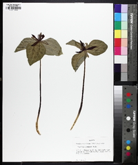 Trillium stamineum image