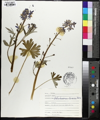 Delphinium tricorne image