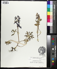 Delphinium tricorne image