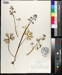 Delphinium tricorne image