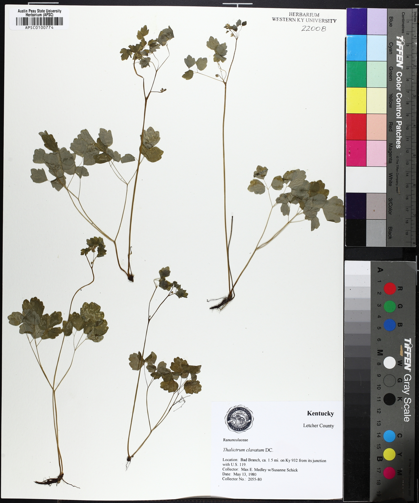 Thalictrum clavatum image