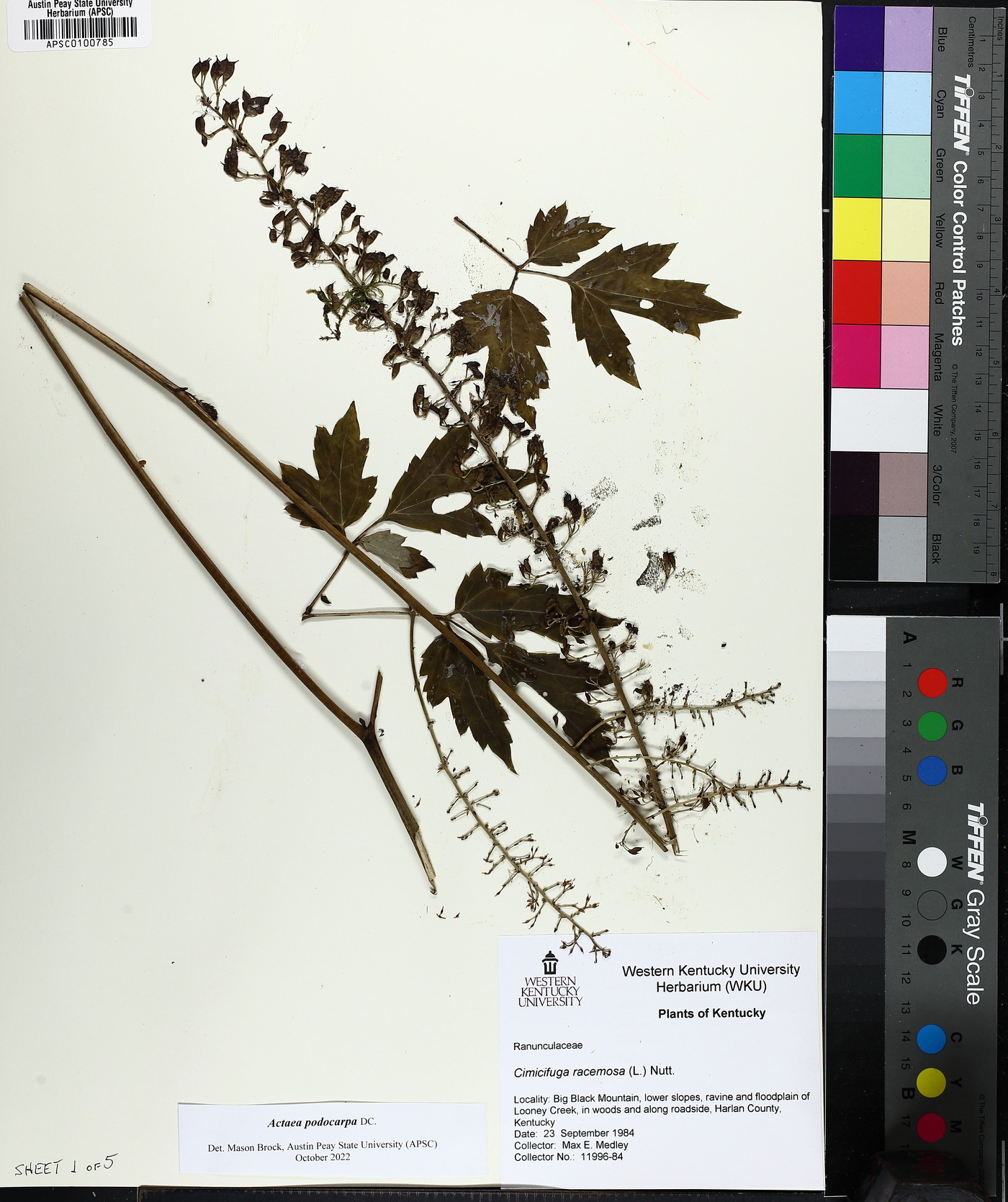 Actaea podocarpa image