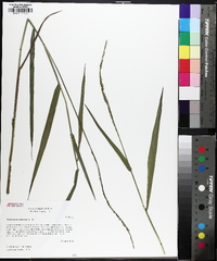 Panicum hemitomon image