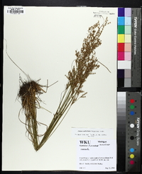 Juncus anthelatus image