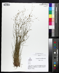 Juncus diffusissimus image