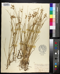 Juncus nodosus image