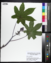 Ricinus communis image