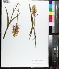 Platanthera ciliaris image