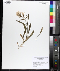 Silene caroliniana image