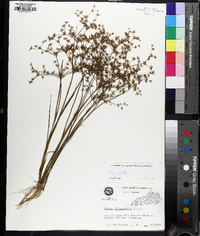 Juncus diffusissimus image