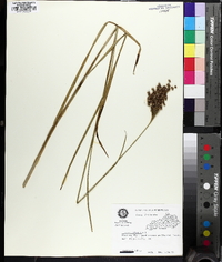 Juncus biflorus image