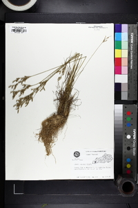 Juncus secundus image