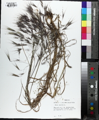 Bromus sterilis image