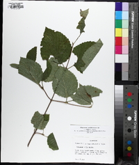 Viburnum dentatum var. deamii image