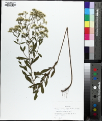 Eupatorium semiserratum image