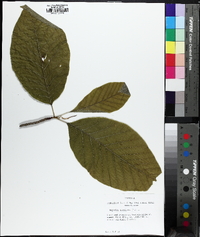 Magnolia acuminata image