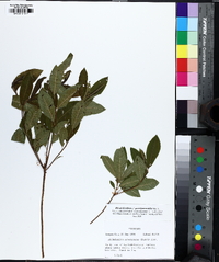 Rhododendron periclymenoides image