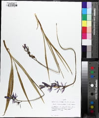 Camassia quamash image