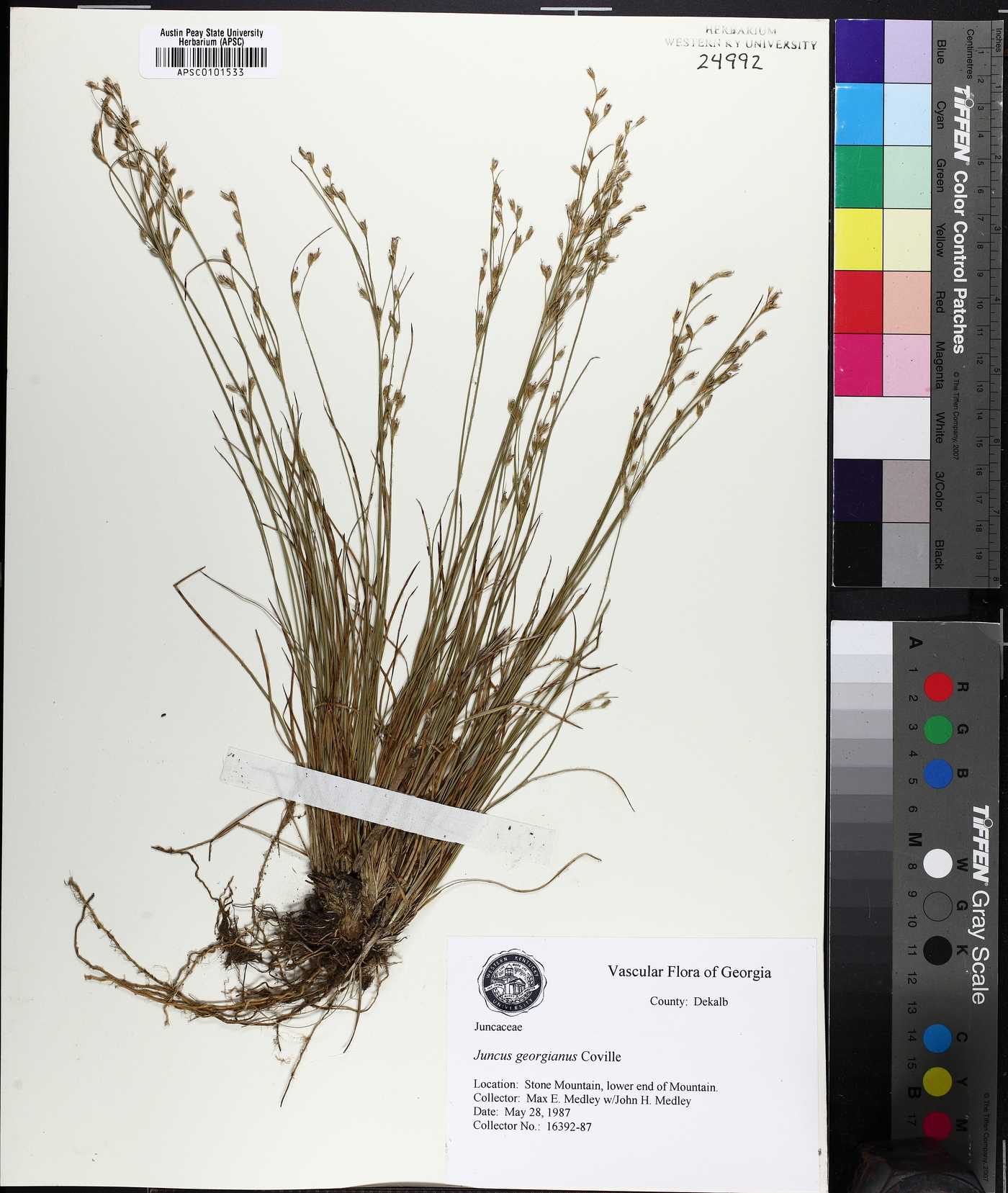 Juncus georgianus image