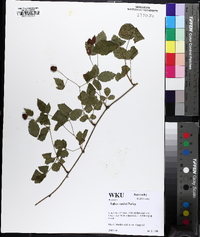 Rubus flagellaris image