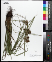 Cyperus virens image