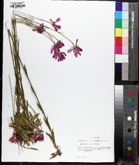 Sabatia decandra image