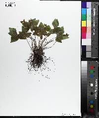 Anemone acutiloba image