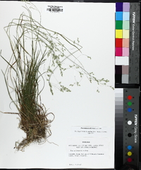 Poa autumnalis image