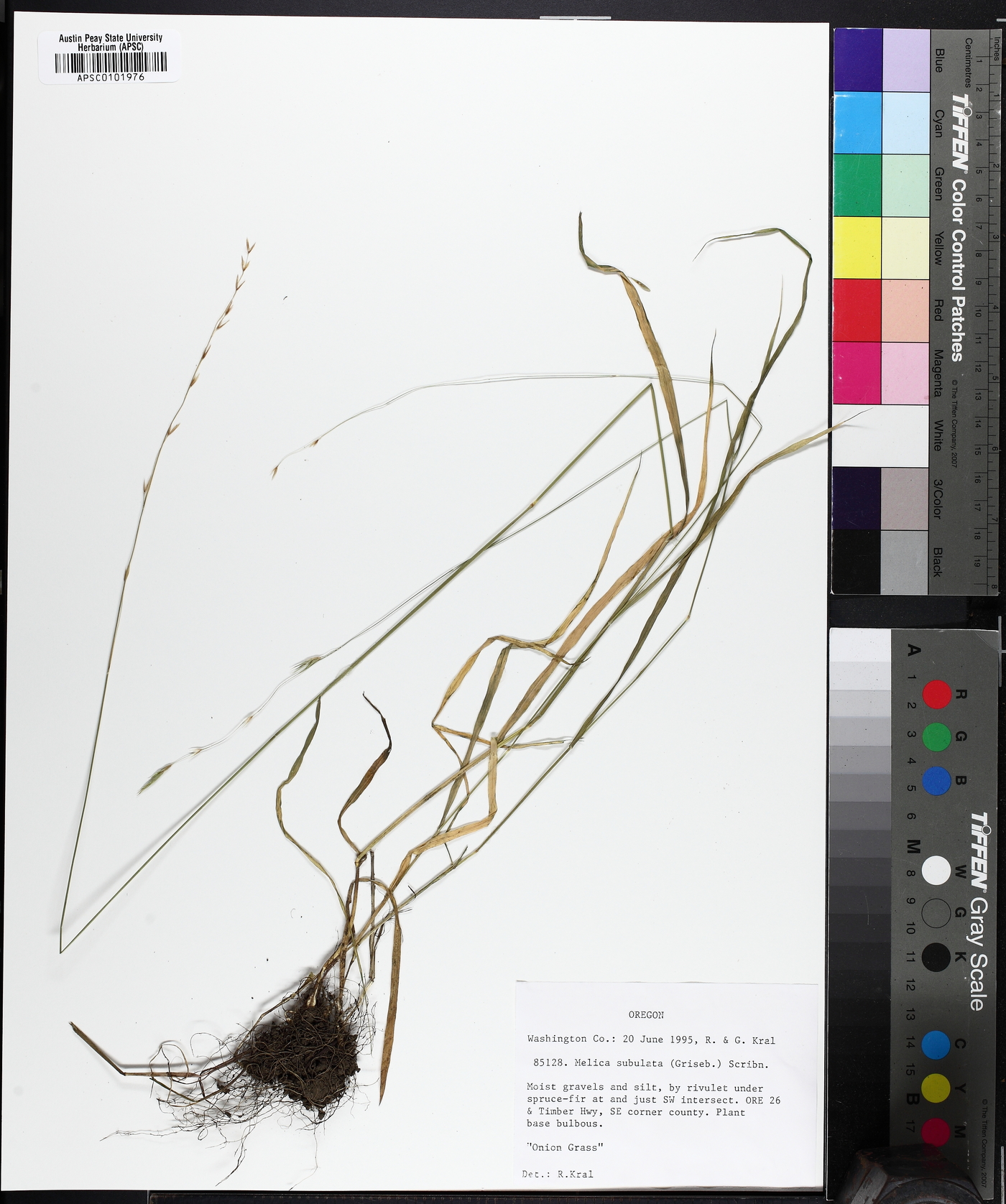 Melica subulata image