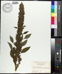 Amaranthus hybridus image